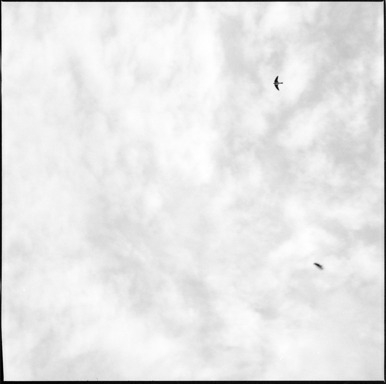 House Martins Stephen McAteer